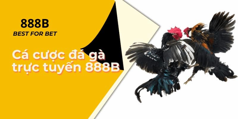 Đá gà tại nhà cái 888b