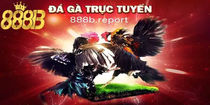 Đá gà trực tuyến tại 888b